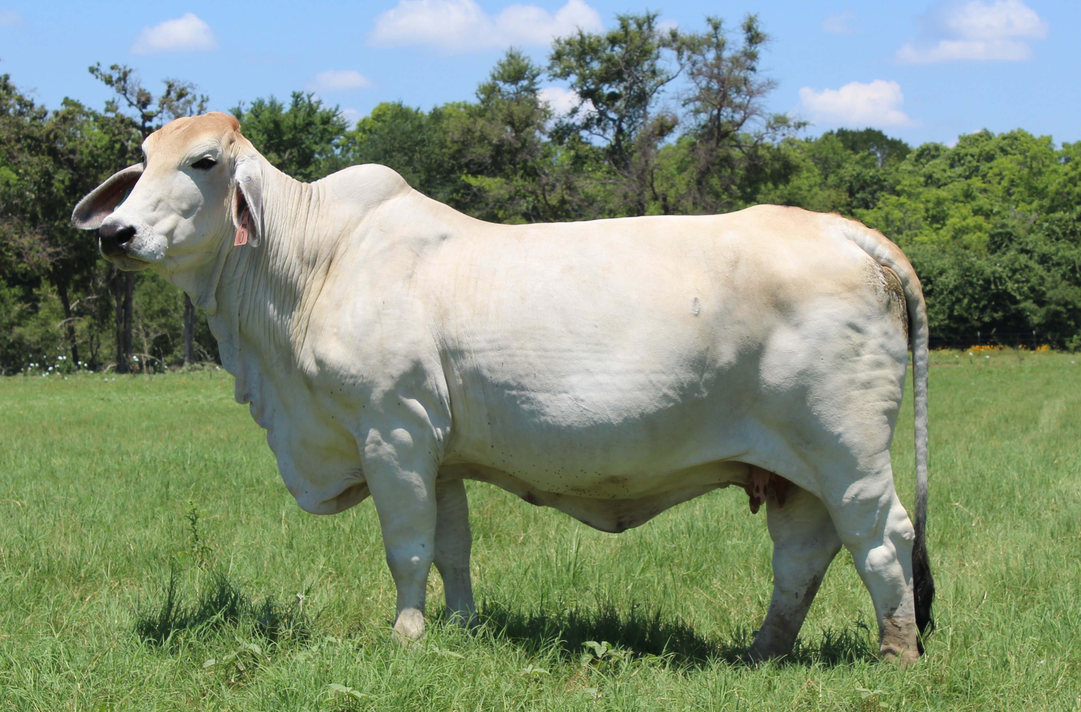 Miss Kallion Hobby Lobby 524