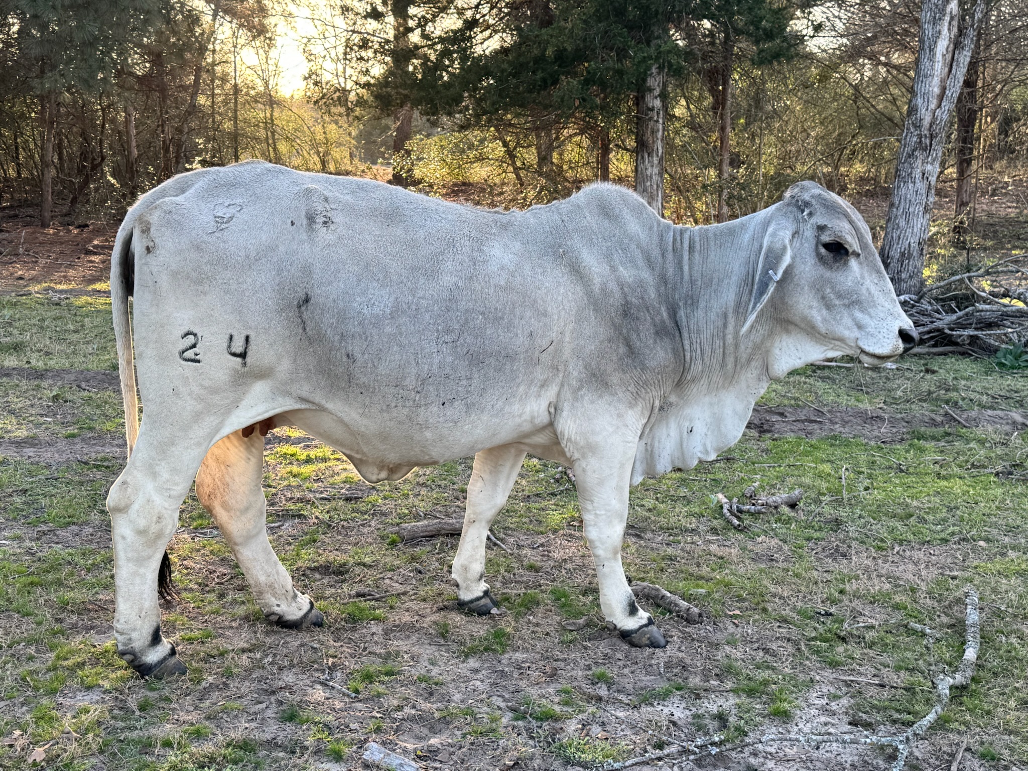 Miss Kallion Leila 24/3